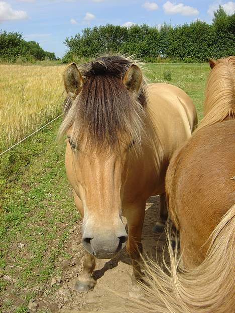 Fjordhest Stella billede 5