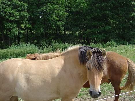 Fjordhest Stella billede 6
