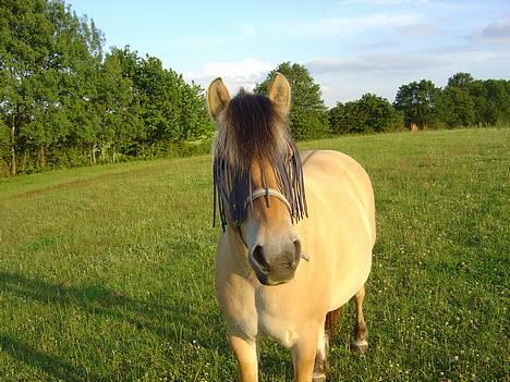 Fjordhest Stella - 2004... billede 7