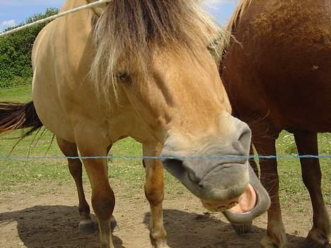 Fjordhest Stella billede 8