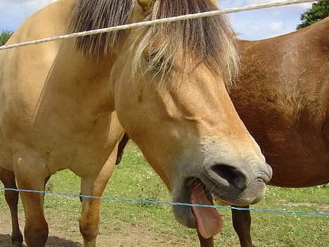 Fjordhest Stella billede 9