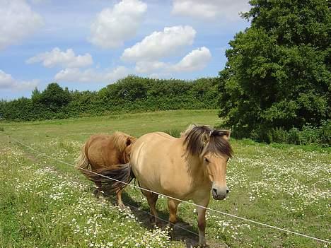 Fjordhest Stella - Dronningens efterfølger... billede 10