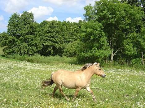 Fjordhest Stella - og trav... billede 11