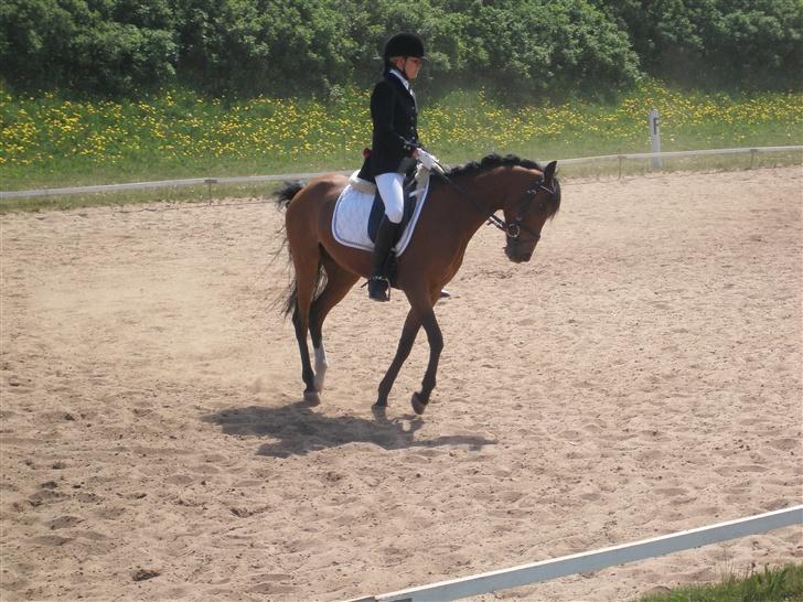 Anden særlig race Linaro - LB1 i Spjald :D billede 2