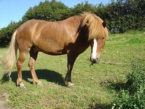 Islænder Ganti fra Valsgård - er jeg ikk smuk....?? billede 1