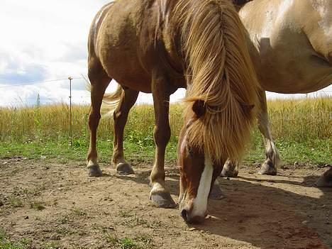 Islænder Ganti fra Valsgård - gad vide om jord smager godt... billede 2