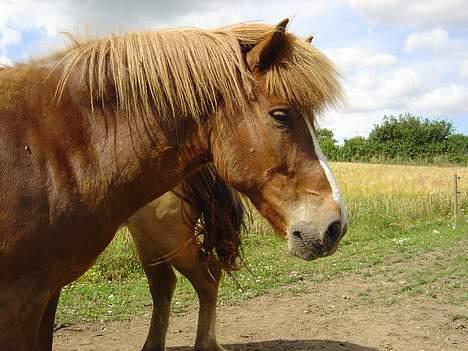 Islænder Ganti fra Valsgård billede 3