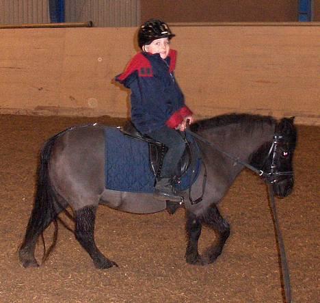 Shetlænder Nova - En vinterklippet shetlænder billede 1