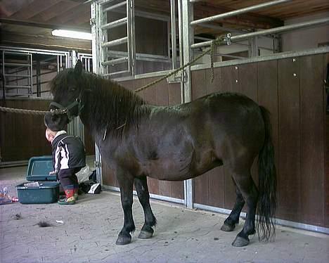 Shetlænder Nova - Her har vi lige fået hende, køn var hun ikke, man og pandelok var helt filtret og halen slæbte hen ad jorden billede 2