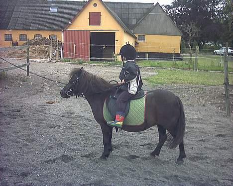 Shetlænder Nova - Passer vi ikke bare godt sammen billede 3