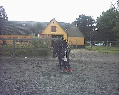 Shetlænder Nova - Rideturen er slut og der bliver kysset tak for turen billede 4