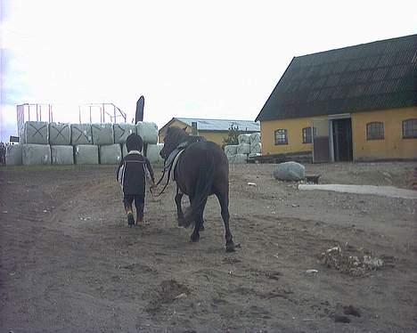 Shetlænder Nova - Ja hva skal man skrive, sødt er det jo billede 5