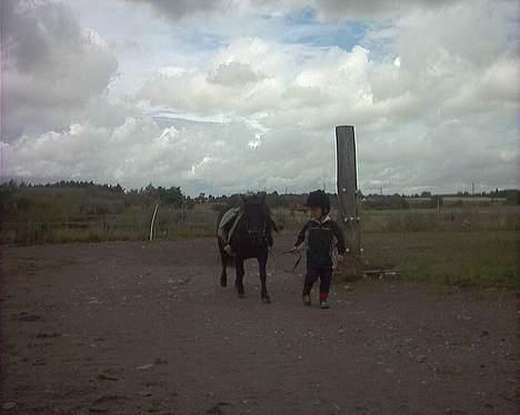 Shetlænder Nova - Et dejligt par billede 6