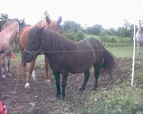 Shetlænder Nova - Ud på fold med de andre billede 7