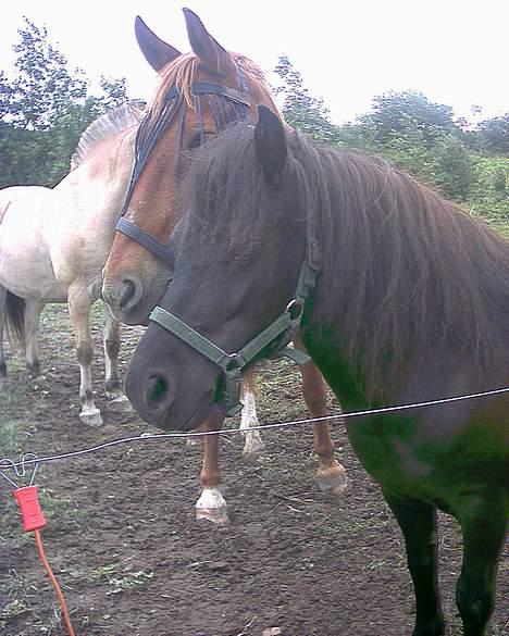 Shetlænder Nova - Måtte lige have et billede af man og pandelok uden knuder og store totter billede 8