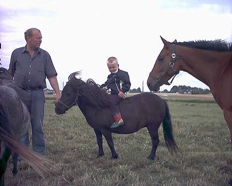 Shetlænder Nova - Første gang vi så hende, vi faldt for hende med det samme, sød er hun jo billede 9