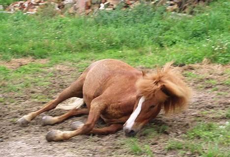 Islænder Ganti fra Valsgård - mm ,, dejligt med en rulletur ,,  billede 4