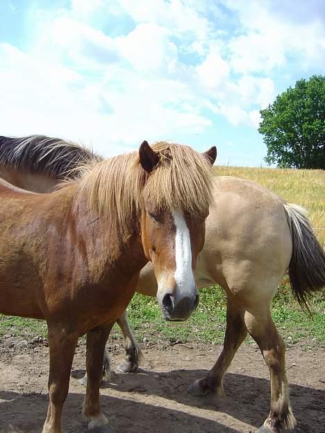 Islænder Ganti fra Valsgård billede 5