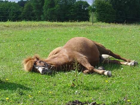 Islænder Ganti fra Valsgård - (2004)Det er dejligt med en lur.... billede 6