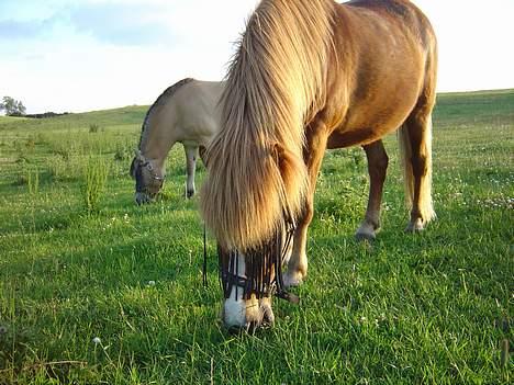 Islænder Ganti fra Valsgård - (2004) mmm.. dejligt frisk græs... billede 7