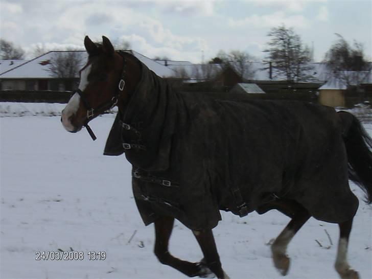 Arabisk fuldblod (OX) Fonzie <3 SOLGT  billede 5