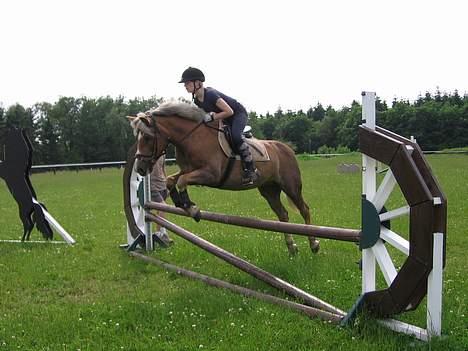 Haflinger Columbine - død - spring, opvarmning. billede 2