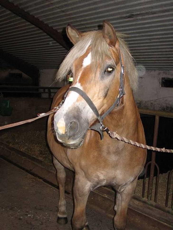 Haflinger Columbine - død billede 3