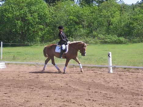 Haflinger Columbine - død - Stævne billede 4