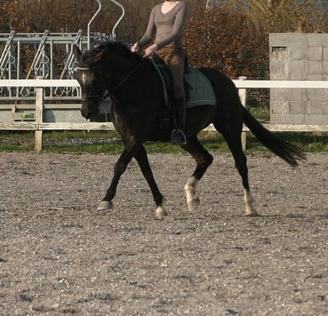 Tysk Sportspony Starlight <3 *Tøsen* *solgt* - nyt! fra den 3. April billede 13