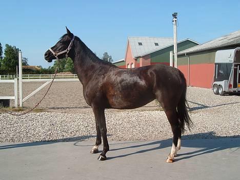 Tysk Sportspony Starlight <3 *Tøsen* *solgt* - smuksakken=) 2005 billede 14