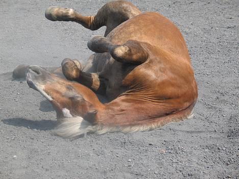 Haflinger Columbine - død - Smukt billede hvor hun har den flotteste røde farve ;b billede 5
