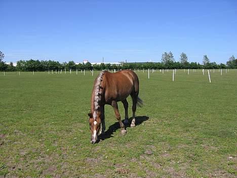 Haflinger Columbine - død billede 6