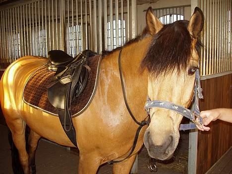 Anden særlig race Sarsfield Samson - Det så Samson, lige inden vi skal ud at ride <´3333333333 billede 1