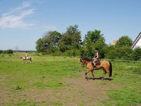 Anden særlig race Sarsfield Samson - Vi rider smukt dressur £´>>>> billede 3