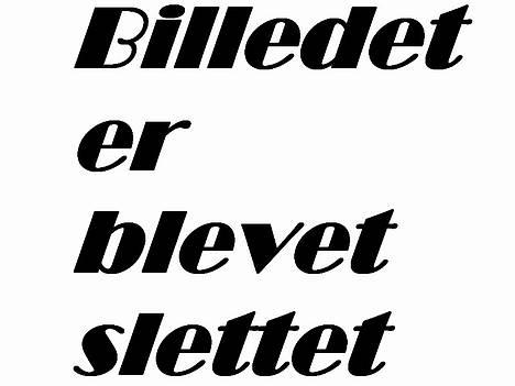 Anden særlig race Sarsfield Samson - Samson springer med gamle ejer (L) billede 8