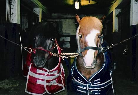 Shetlænder Lill-Patrik (solgt) - Patrik og Bestekompisn Dino billede 10