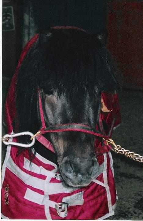 Shetlænder Lill-Patrik (solgt) - Kå Søt =D *Så nusselig* billede 12