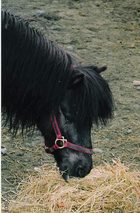 Shetlænder Lill-Patrik (solgt) - *Gommle* Her står´an å knaskar på høy! billede 13