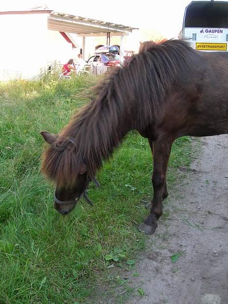 Islænder Ægir fra Dalsmynni *mors* - ægir der græsser lidt..:o) billede 6