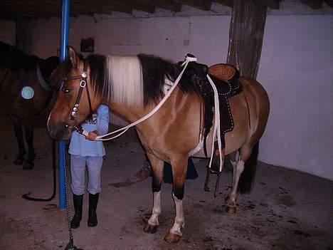 Anden særlig race Laika - Nu med western sadel og transe - så fin hun er. billede 2