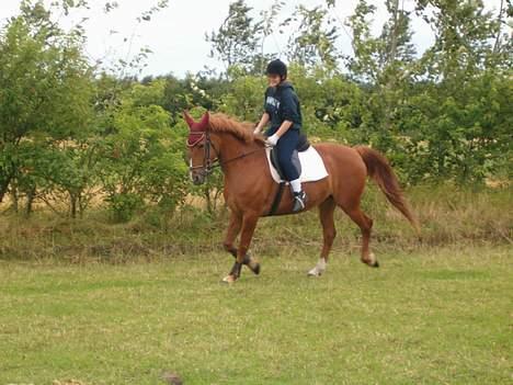 Anden særlig race Bella billede 6