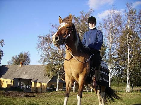 Anden særlig race Laika billede 4