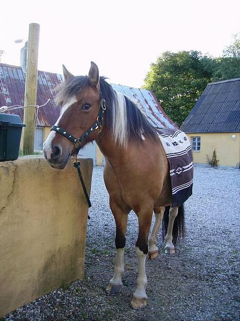 Anden særlig race Laika - Nyt underlag til westernsadlen :) billede 7