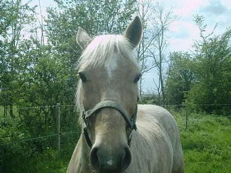 Palomino Lukas solgt :'( billede 9