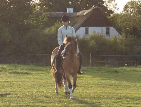 Anden særlig race Laika billede 8