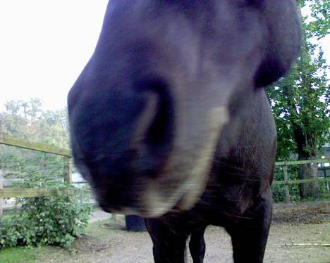 Islænder Kolskör frá Hofsstödum  - Kugles vidunderlige mule :) billede 5