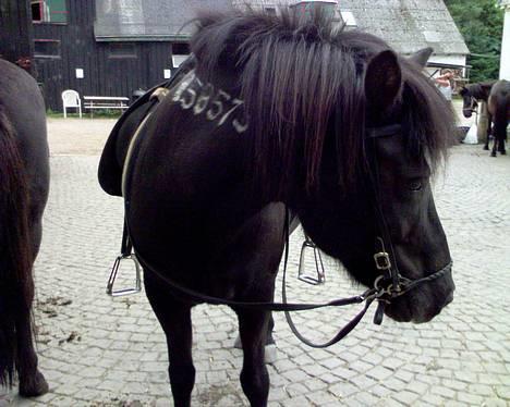 Islænder Kolskör frá Hofsstödum  - Klar til at ride :) billede 7