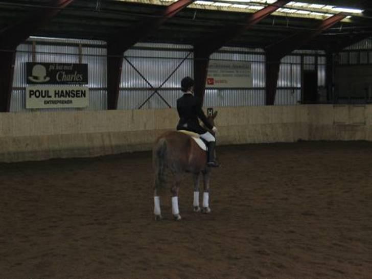 Haflinger Columbine - død - Første stævne.  billede 7