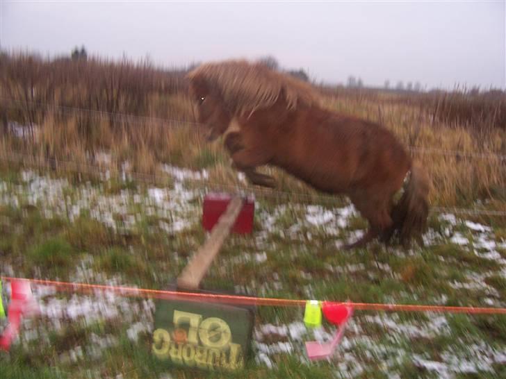 Islænder Aldis Fra Lundebakkegård - Aldis løsspringer, for første gang, i maange år. billede 16