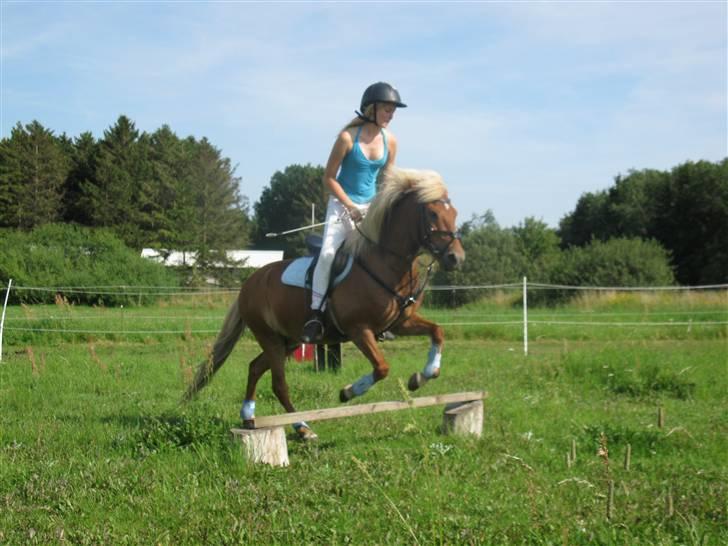 Islænder Tyra Fra Stårup  billede 16